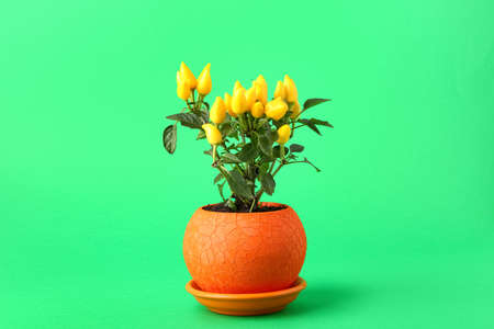 Pepper tree in pot on green backgroundの写真素材