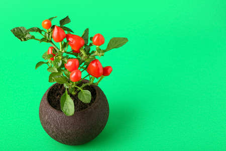Pepper tree in pot on green backgroundの写真素材