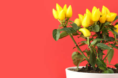 Pepper tree in pot on red background, closeup