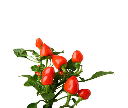 Pepper tree on white background, close up