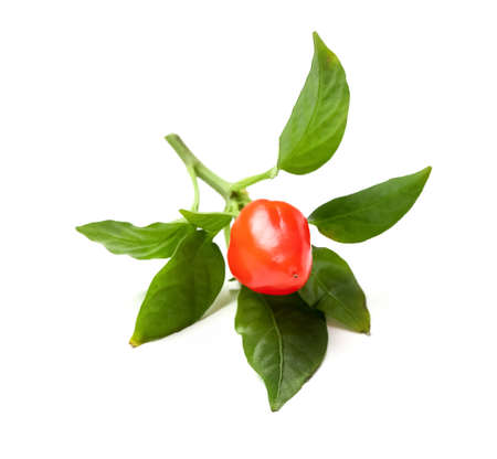 Branch with fresh red pepper on white backgroundの写真素材