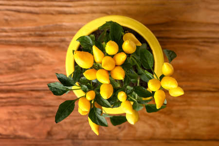Pepper tree in pot on wooden background, closeup