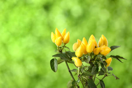 Pepper tree on blurred background, closeup