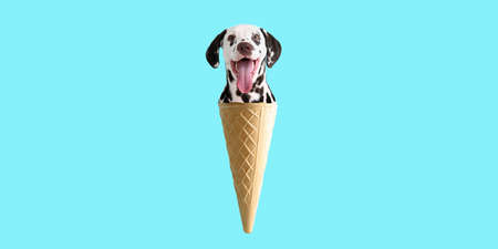 Funny Dalmatian dog in wafer cone on blue backgroundの写真素材