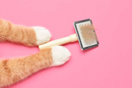 Paws of cute cat and grooming brush on pink backgroundの写真素材