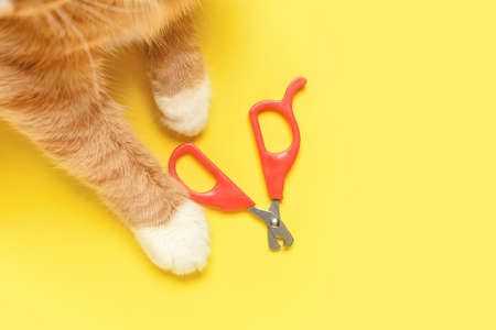 Cute cat with scissors on yellow backgroundの写真素材