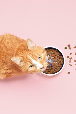 Cute cat with dry food on pink backgroundの写真素材