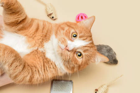 Cute cat with toys on beige background