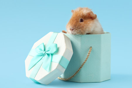 Funny Guinea pig in gift box on blue backgroundの写真素材