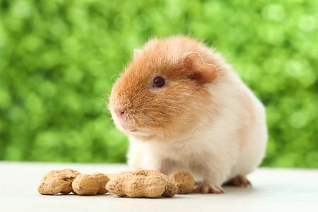 Funny Guinea pig with peanuts on table outdoorsの写真素材
