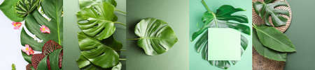 Collage with tropical monstera and banana leaves on green background