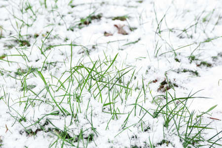 Grass covered with snow on winter dayの写真素材