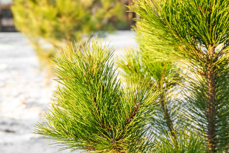 Pine tree branches on sunny winter day, closeup