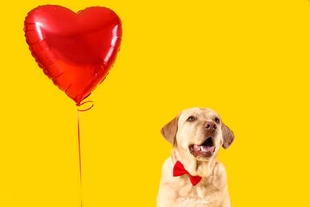 Cute Labrador dog with bow tie and balloon on yellow background. Valentine's Day celebrationの写真素材