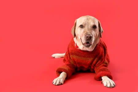 Cute Labrador dog with bow tie and sweater lying on red background. Valentine's Day celebrationの写真素材