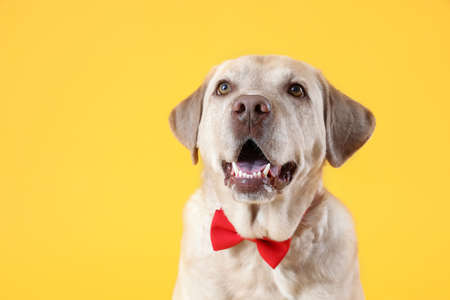 Cute Labrador dog with bow tie on yellow background, closeup. Valentine's Day celebrationの写真素材