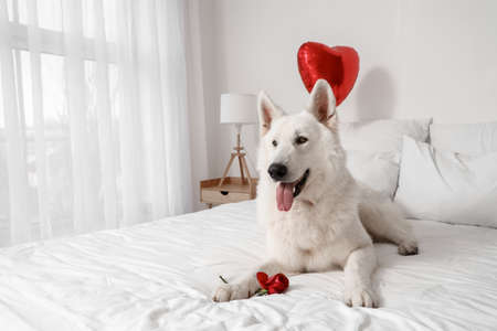 White dog with rose lying on bed. Valentine's Day celebration