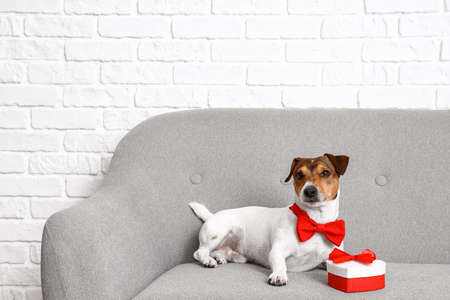 Jack Russel terrier with bow tie and gift box lying on sofa near brick wall. Valentine's Day celebration