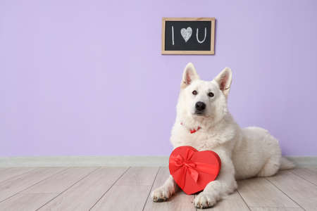 White dog with box and chalk board near lilac wall. Valentine's Day celebration