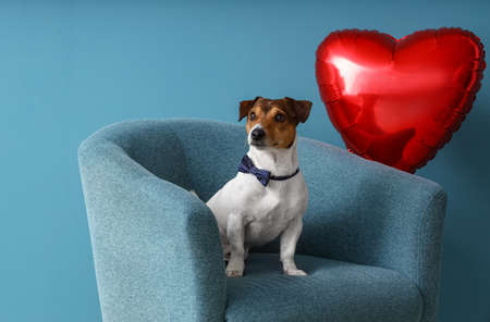 Jack Russel Terrier with bow tie and balloon sitting in armchair on blue background. Valentine's Day celebrationの写真素材