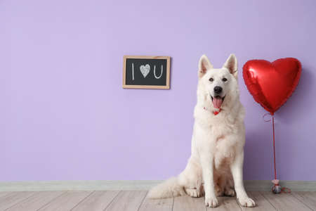 White dog with balloon and chalk board near lilac wall. Valentine's Day celebration