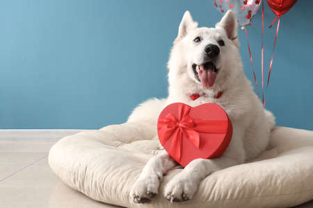 White dog with gift lying in pet bed near blue wall. Valentine's Day celebrationの写真素材