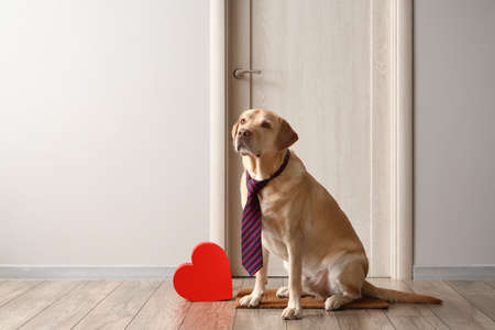 Cute Labrador dog with neck tie and gift sitting near door. Valentine's Day celebrationの写真素材