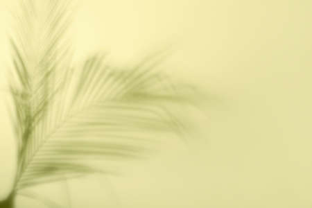 Shadow of tropical palm leaves on light color backgroundの写真素材
