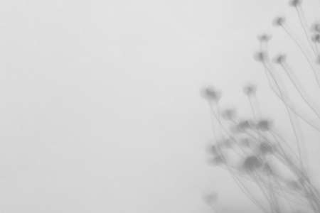 Shadow of flowers on light backgroundの写真素材