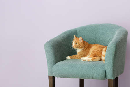 Cute cat in armchair near gray wallの写真素材