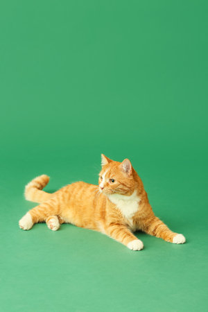 Cute cat on green backgroundの写真素材