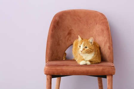 Cute cat in armchair near gray wallの写真素材