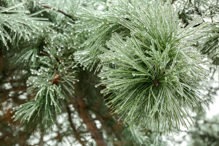 Close up view of icy pine tree branches outdoorsの写真素材