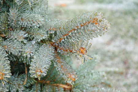 Icy blue spruce branches on cold winter dayの写真素材