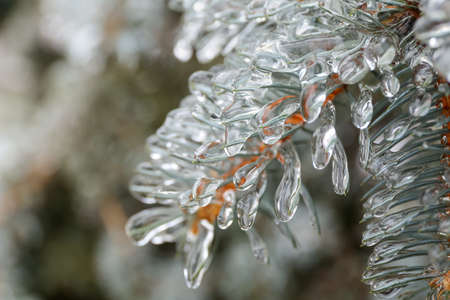 Close up view of icy blue spruce branches on winter dayの写真素材