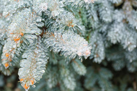 Blue spruce branches covered with iceの写真素材