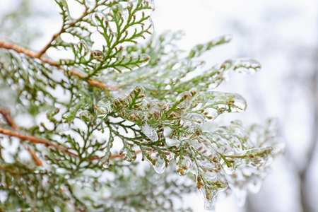 Icy green coniferous branch on winter dayの写真素材