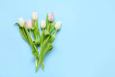 Beautiful tulip flowers on blue background