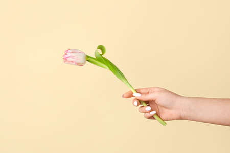Female hand with beautiful tulip flower on color background, closeup
