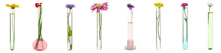 Set of test tubes with flowers on white backgroundの写真素材