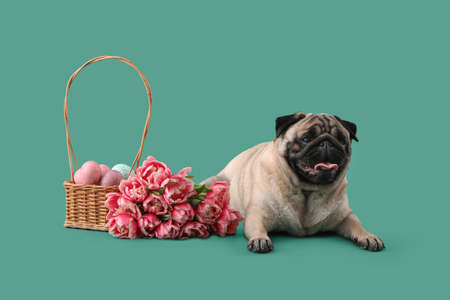 Funny pug dog with Easter eggs in basket and tulip flowers on color backgroundの写真素材