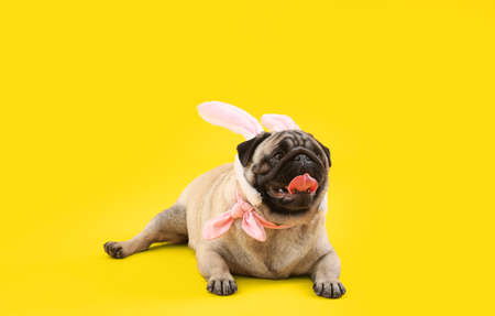 Funny pug dog with bunny ears on color background. easter celebrationの写真素材