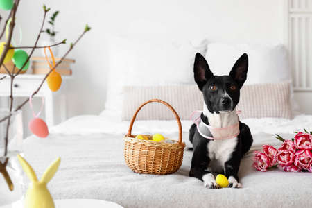 Cute dog with Easter eggs in basket and tulips lying on bed at home