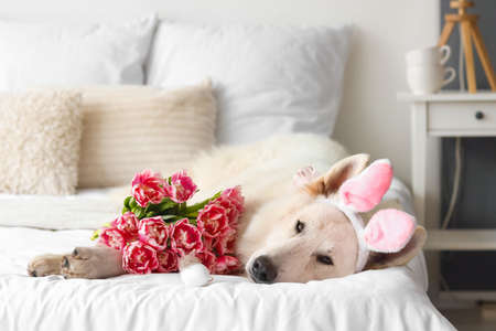 Cute dog with bunny ears, flowers and Easter egg lying on bedの写真素材