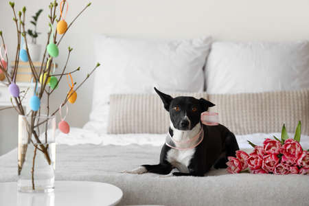 Cute dog with tulips lying on bed at home. easter holidayの写真素材