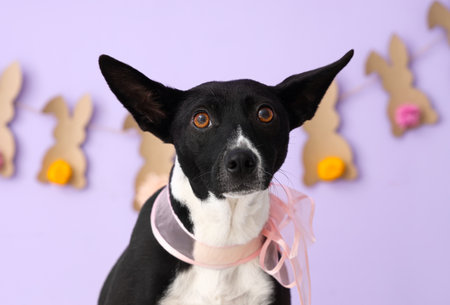 Funny dog with ribbon near lilac wall, closeup. easter holidayの写真素材