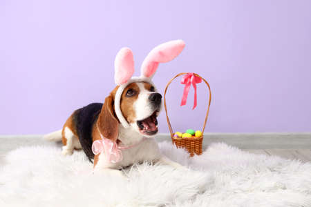 Cute Beagle dog with bunny ears and Easter basket near color wallの写真素材