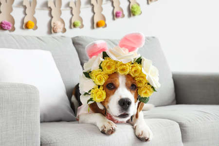 Cute Beagle dog with bunny ears and wreath at home. easter celebration