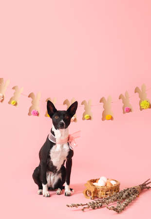 Cute dog with Easter eggs, willow branches and decor on pink backgroundの写真素材