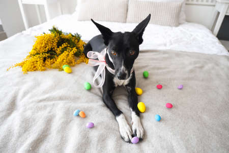 Cute dog with Easter eggs and mimosa flowers lying on bedの写真素材